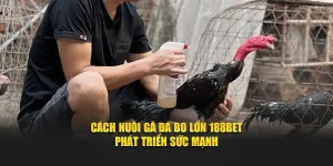 Cách nuôi gà đá bo lớn