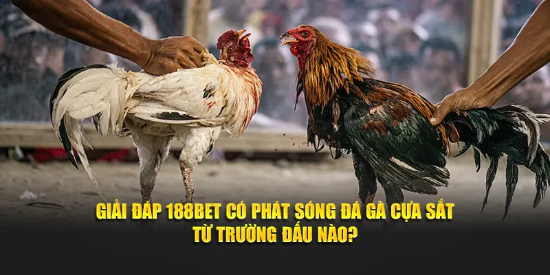 Giải đáp 188BET có phát sóng đá gà cựa sắt từ trường đấu nào?