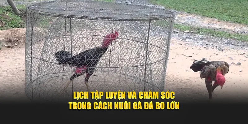 Lịch tập luyện và chăm sóc trong cách nuôi gà đá bo lớn